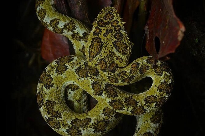 Manuel Antonio Jungle Night Tour - Tour Start Time and Expectations