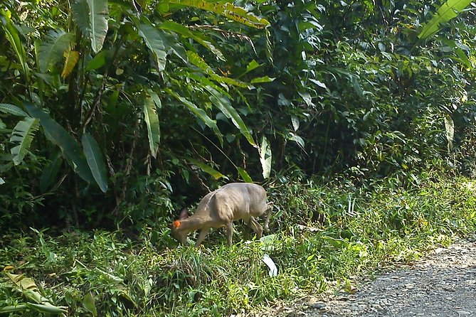 Manuel Antonio & Quepos One Way Transfer to SJO Hotels - Airport up to 5 People.