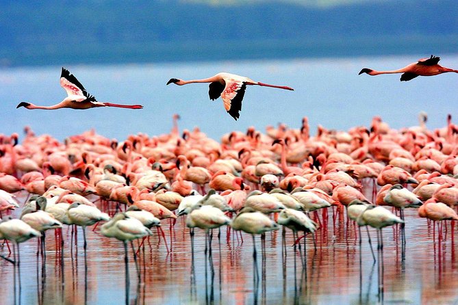 Manyara National Park Day Trip From Arusha