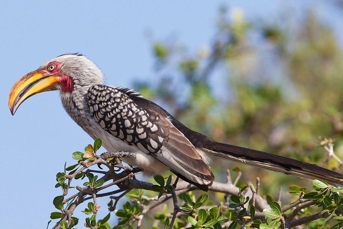 Manyara National Park Day Trip From Arusha
