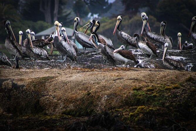 Marine Life & Flavors of the Pacific Full Day Private Tour