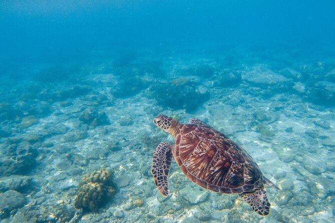 Marine Park Island Hopping, Snorkeling, and Adventure