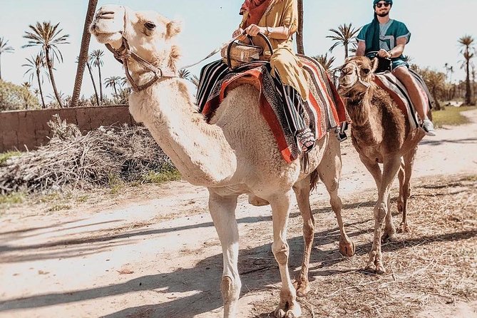 Marrakech Camel Ride Tour in Palm Grove - Pickup and Transportation Details