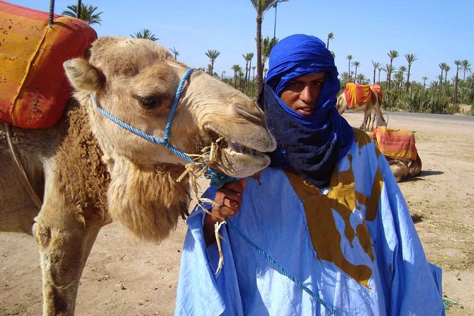 Marrakech Experience: PalmGrove Camel Ride Excursion