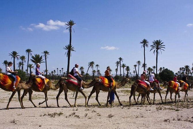Marrakech Palmeraie Palm Groves and Desert Camel Ride - What to Expect During the Tour