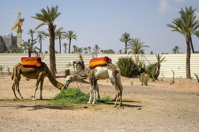 Marrakesh Day Trip From Casablanca With Moroccan Lunch and Camel Ride - Tour Highlights