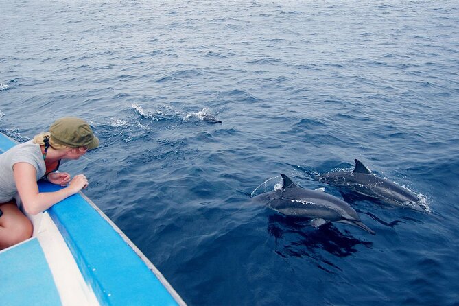 Marsa Alam Dolphin Watching Boat Tour Ocean Encounters