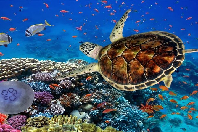 Marsa Mubarak Boat Trip With Dugongs and Turtles in Marsa Alam - Logistics and Pickup Details