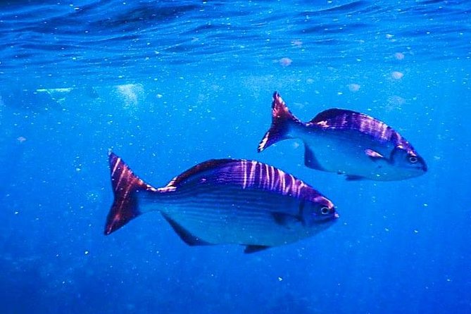 Maya Key 2 Stop Snorkeling, City Tour & Private Transportation - Snorkeling Experience Details