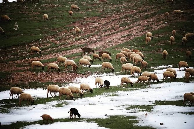 Middle Atlas Mountain Day Trip From Fez