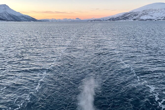 Midnight Cruise Experience With Dinner in Tromso - Itinerary Highlights