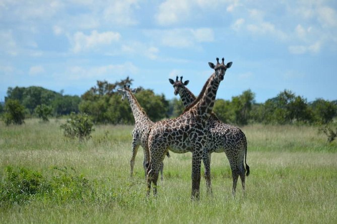 Mikumi National Park Walking And Game Drive Safari From Morogoro - Weather and Requirements