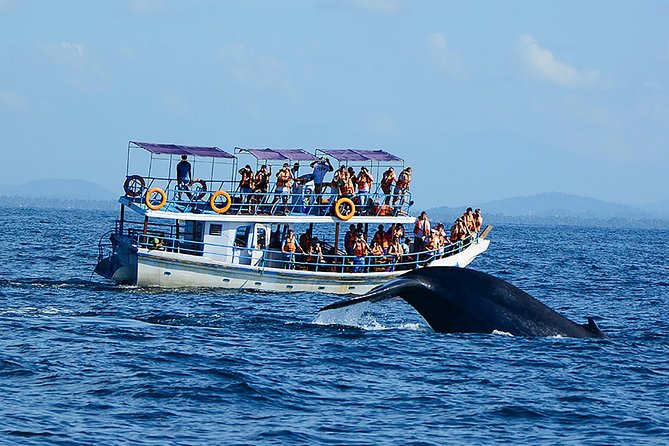 Mingle With Wildlife in Sri Lanka 12days/11nights by Aaliya Tours - Wildlife Encounters