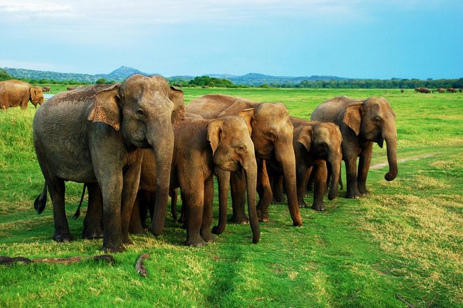 Minneriya National Park Safari With Jeep From Kandy