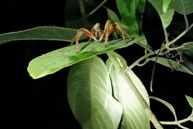 Mistico Rain Forest Night Walk Hanging Bridges - Location and Meeting Point