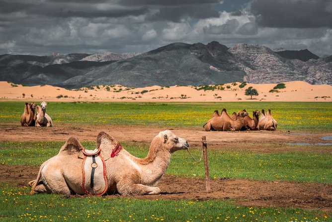 Mongolian Great Gobi Desert , Steppe & Safari Tour 10 Days