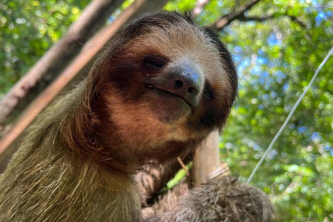 Monkeys and Sloths in Their Natural Habitat Roatan Eco Tour - Wildlife Encounter