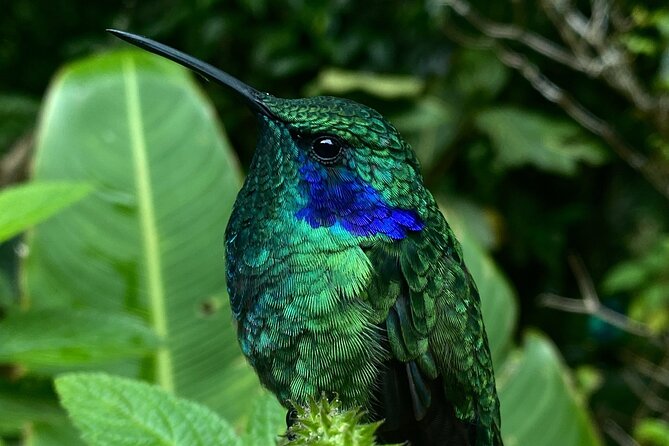 Monteverde Birdwatching Experience - Whats Included in the Experience