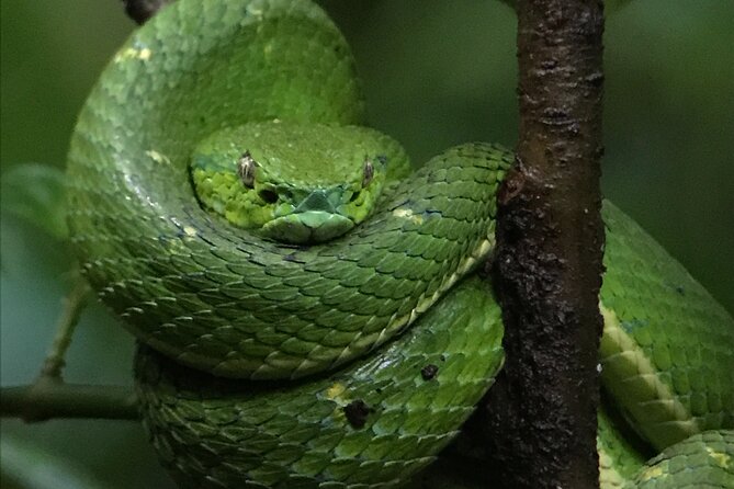 Monteverde Night Walk Tour - Tour Details