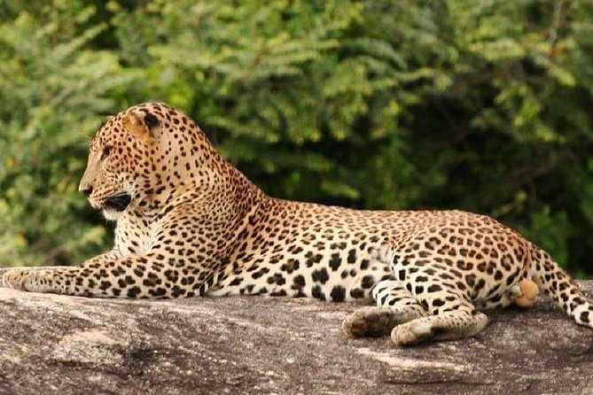 Morning 07 Hours Private Safari at Yala National Park by La Safari Inn Tours