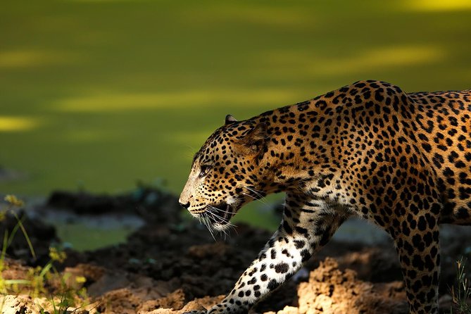 Morning Game Drive in Yala National Park