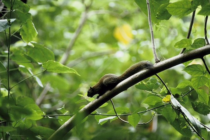 Morning Rainforest Walking From Langkawi