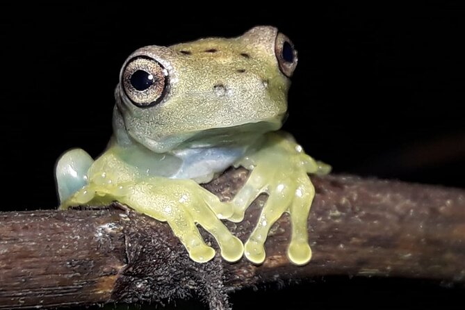 Moteverde Night Hike -Experience the Nocturnal Life of the Cloud Forest - Meeting and Transportation Details