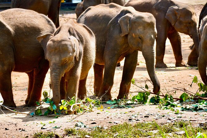 Multiday Safari and Hiking Adventure in Sri Lanka - What to Pack for the Adventure