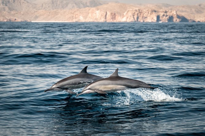 Muscat Dolphin Watching and Snorkeling