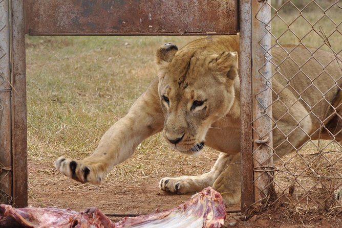 Nairobi Kenya Safari Zoo Family Tour