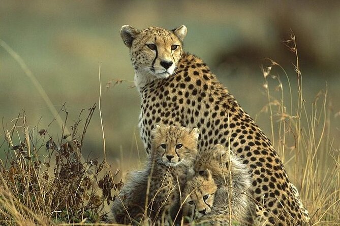 Nairobi National Park and Giraffe Center Half Day Tour