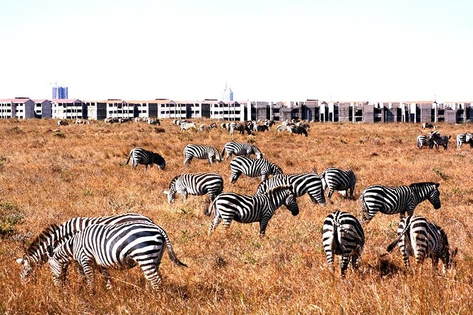 Nairobi National Park & Carnivore Restaurant Lunch or Dinner Guided Day Tour - Location Details