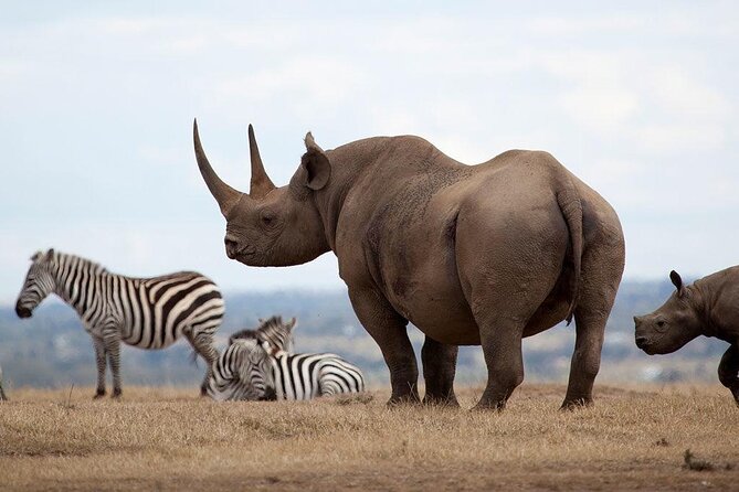 Nairobi Park Giraffe Center Beads Center And Karen Blixen Museum - Tour Details