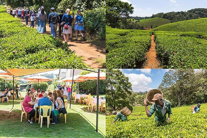 Nairobi to Kiambethu Tea Farm Tour