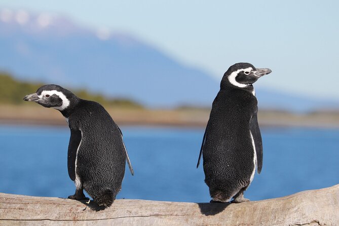 Navigation Through the Beagle Channel to the Penguin Colony - Location and Meeting Point