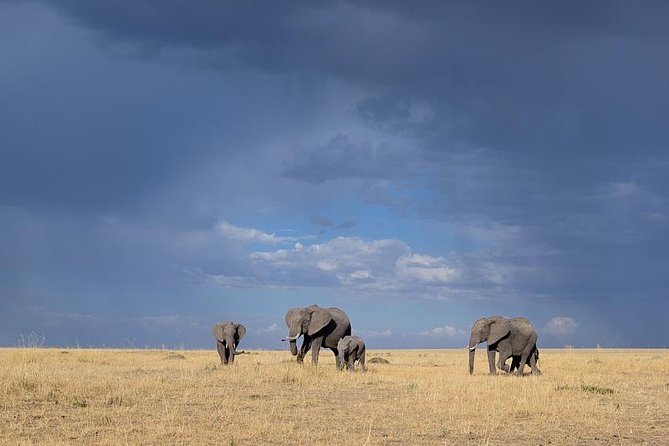 Ngorongoro Crater | Day Tour