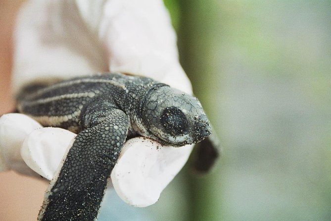 Nighttime Sea Turtle Watching - Pricing and Booking Information