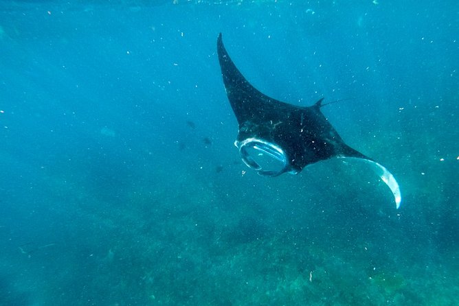 Nusa Penida Tour And Snorkeling Activity
