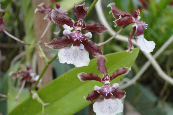 Nuwara Eliya Day Tour - Itinerary Overview