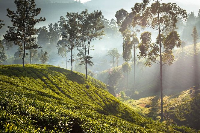 Nuwara Eliya From Colombo (2 Days) - What to Expect