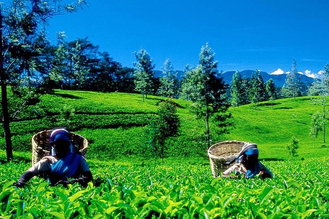 Nuwara Eliya Tour From Colombo ( 2 Days ) - Day 1: Colombo to Nuwara Eliya