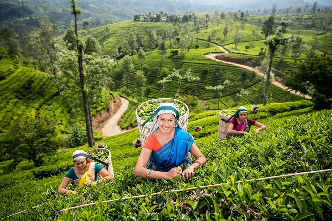 Nuwara Eliya Tour