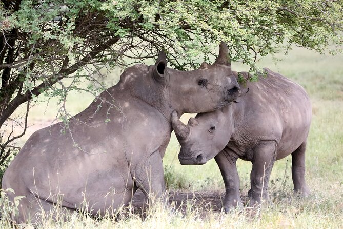 Ol Pejeta Conservancy & Chimpanzee Sanctuary Full Day Tour - Pickup Information