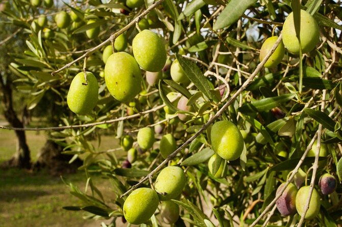 Olive Tree Grove Guided Visit With Tasting in Oristano - Olive Oil Tasting With Carasau Bread