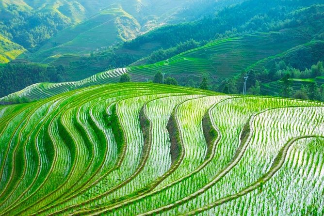 One Day Longji Terrace Field Private Tour - Tour Highlights