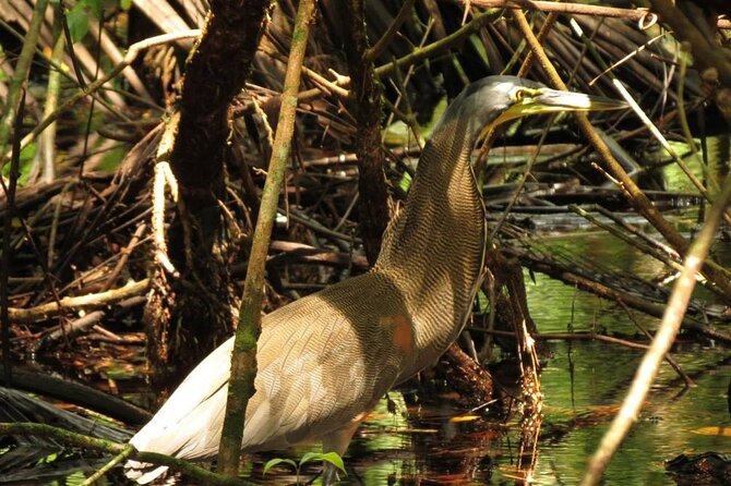 One Day Tour To Térraba-Sierpe Mangrove By Boat From Sierpe