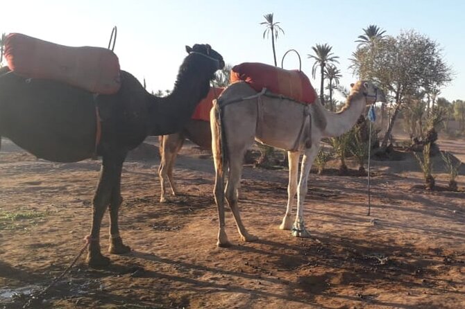 One Day Trip From Marrakech to Ouarzazate : Small Group