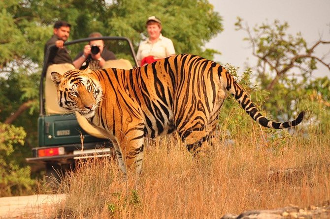 6 Best Safari Tours In Agra
