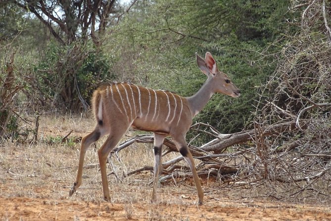Overnight Safari to Tsavo East, Meet the Red Elephant of Tsavo East - Tour Highlights