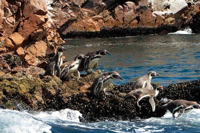 Paracas Full Day (Ballestas Islands)